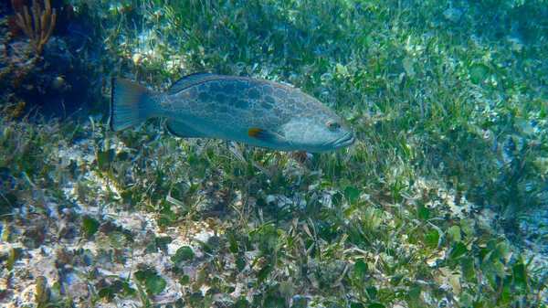 加勒比海滨的石斑鱼鱼 — 图库照片