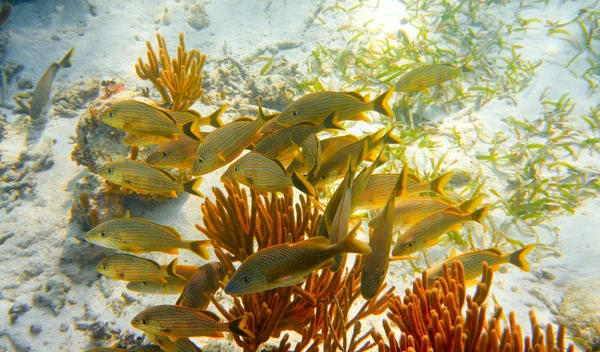 Φράγμα Μεσοαμερικανικό μεγάλη Mayan Reef — Φωτογραφία Αρχείου