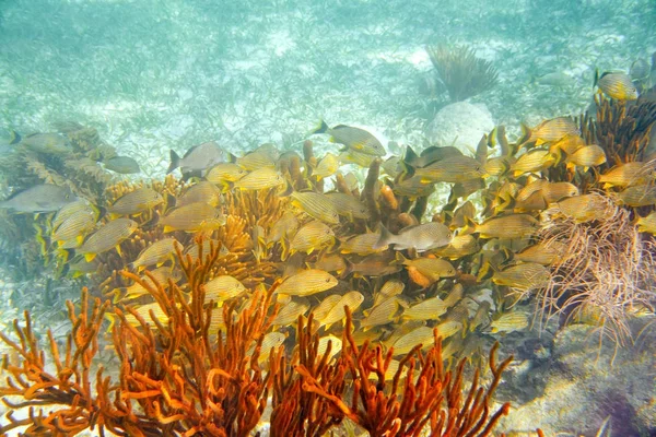 Мезоамериканский барьер Большой Майянский риф — стоковое фото