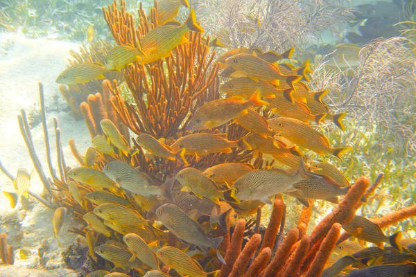 Φράγμα Μεσοαμερικανικό μεγάλη Mayan Reef — Φωτογραφία Αρχείου