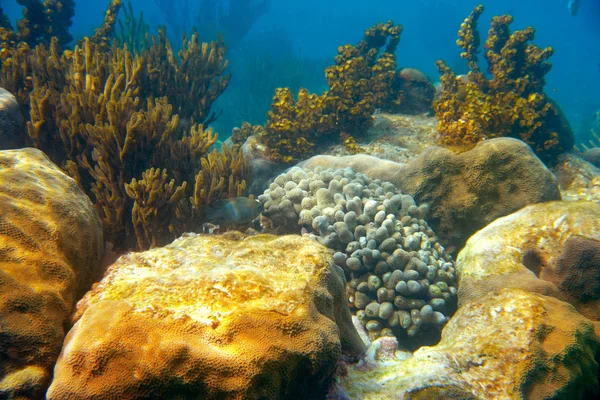 Mesoamerican barrier Great Mayan Reef — Stock Photo, Image