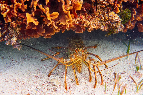 Αστακός στο μεγάλο Μάγια Reef σε Ριβιέρα Μάγια — Φωτογραφία Αρχείου