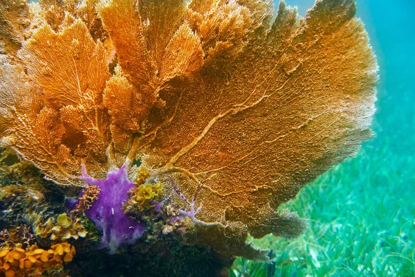 中屏障大玛雅礁 — 图库照片