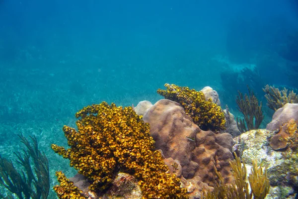 Barrera Mesoamericana Gran Arrecife Maya — Foto de Stock