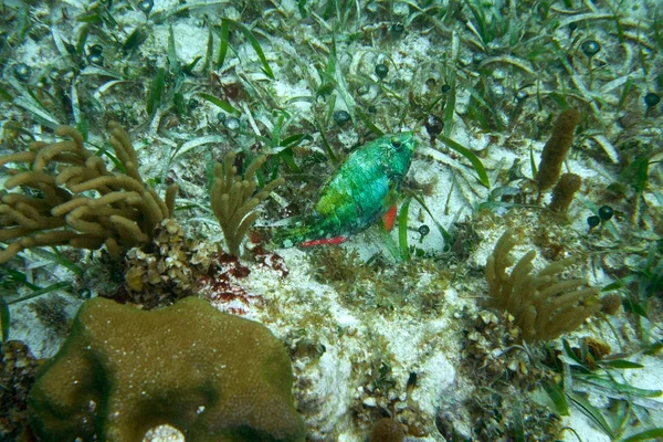 Pesce pappagallo nella Grande Barriera Maya — Foto Stock