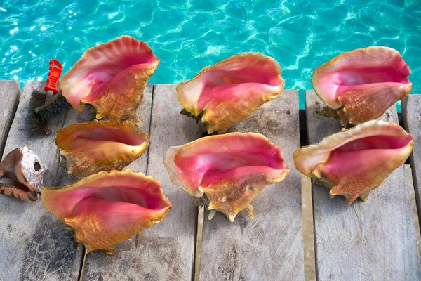 Conchas marinas del Caribe en un muelle de madera México —  Fotos de Stock