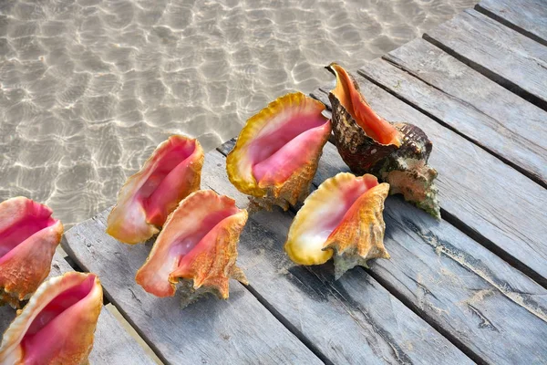 Conchas caribenhas em um cais de madeira México — Fotografia de Stock