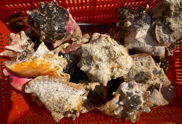 Καραϊβική Θαλασσινά κοχύλια αλιευμάτων στο Μεξικό — Φωτογραφία Αρχείου
