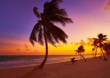 Tulum plaj gün batımı palmiye ağacı Riviera Maya