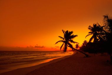 Tulum plaj gün batımı palmiye ağacı Riviera Maya