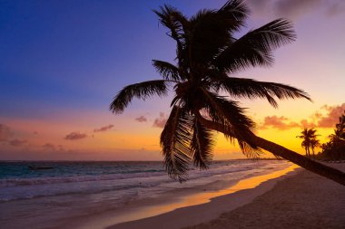 Tulum plaj gün batımı palmiye ağacı Riviera Maya