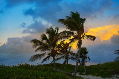 Riviera Maya Karayip günbatımı palmiye ağaçları 