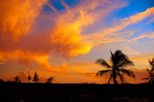 Günbatımı gökyüzü Hindistan cevizi palmiye ağaçları Karayipler — Stok fotoğraf