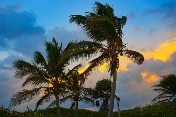 Karaibski zachód słońca palm rosnących Riviera Maya — Zdjęcie stockowe