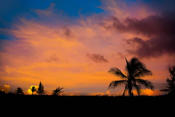 Zachód słońca niebo palmy kokosowe w Caribbean — Zdjęcie stockowe