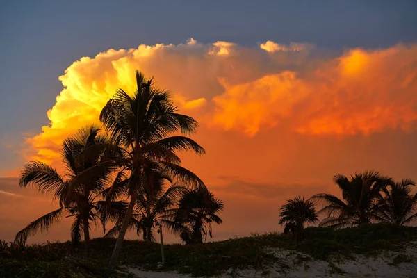 Sunset céu coqueiros no Caribe — Fotografia de Stock