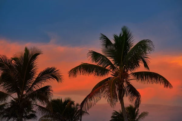 Coucher de soleil ciel cocotiers dans les Caraïbes — Photo
