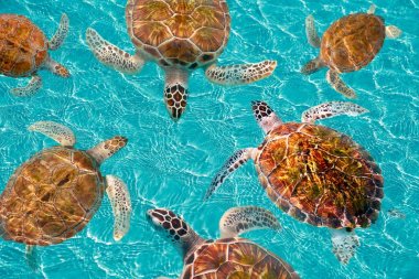 Riviera Maya turtles photomount on Caribbean clipart