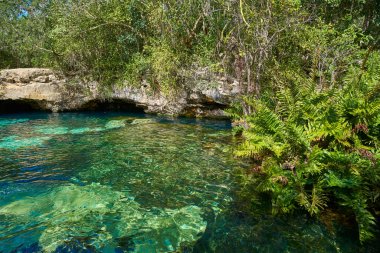 Hipotermik Riviera Maya Maya Meksika içinde
