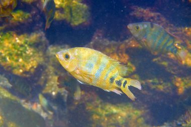 Balık çiklitleri Cichlasoma urophthalmus