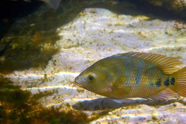 Cichlasoma urophthalmus a Bölcsőszájú halak — Stock Fotó