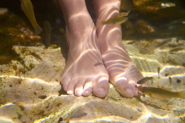 Cenotes México peces chupar pies piel muerta —  Fotos de Stock