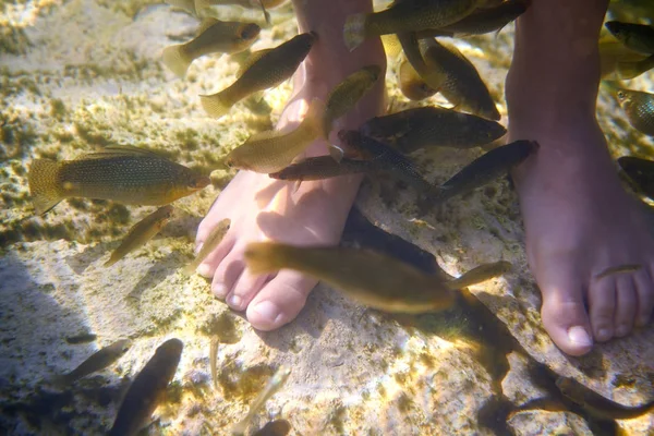 Cenotes Mexico fishes suck feet dead skin — Stock Photo, Image