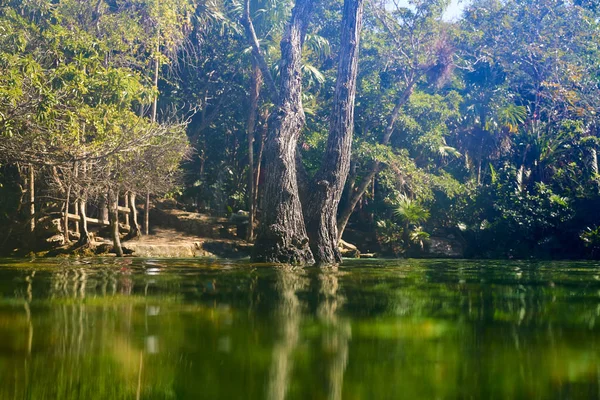 Cenote in Riviera Maya of Mayan Mexico — Stock Photo, Image