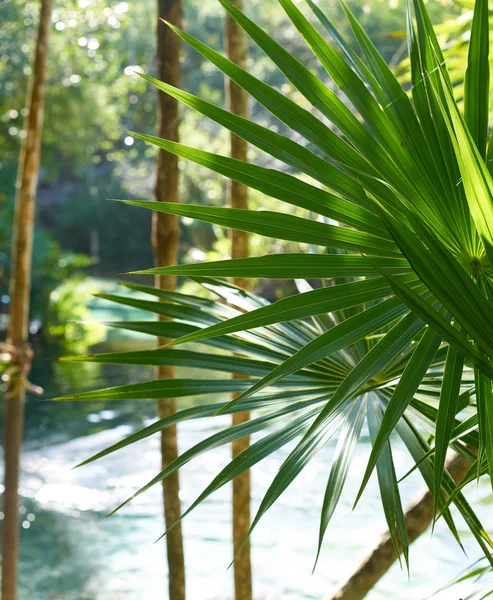 Riviera maya floresta tropical selva México — Fotografia de Stock