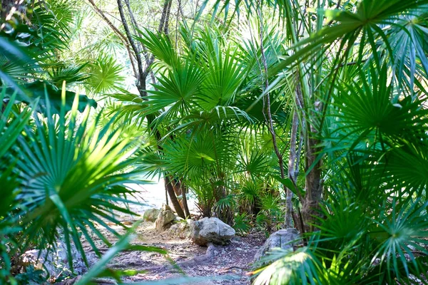 Riviera maya selva tropical México —  Fotos de Stock