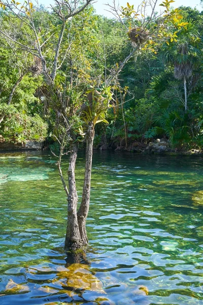 Cenote in Riviera Maya of Mayan Mexico — Stock Photo, Image