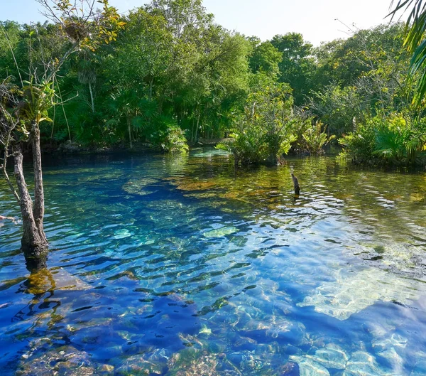 Cenote en Riviera Maya de México Maya —  Fotos de Stock