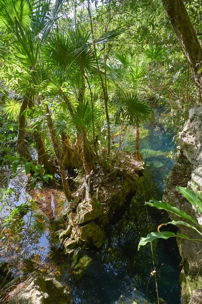Cenote in Riviera Maya of Mayan Mexico — Stock Photo, Image