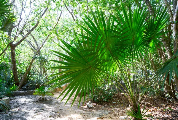 Riviera maya forêt tropicale jungle Mexique — Photo
