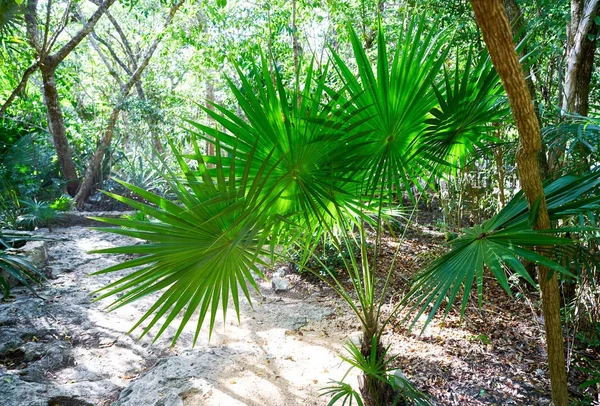 Riviera maya foresta pluviale giungla Messico — Foto Stock