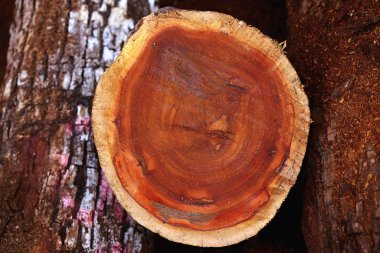 Chico Zapote Manilkara zapota ahşap Meksika