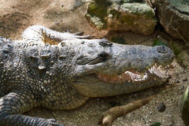 Timsah Meksika Riviera Maya içinde