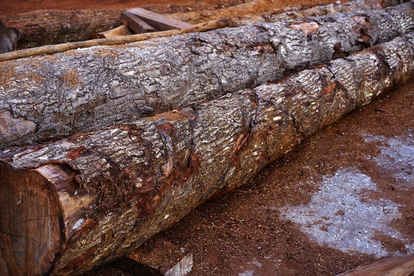 Chico Zapote Manilkara madera de zapota México —  Fotos de Stock