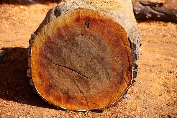 Chico Zapote Manilkara madera de zapota México — Foto de Stock
