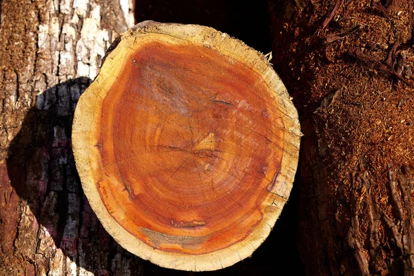 Chico Zapote Manilkara zapota hout Mexico — Stockfoto