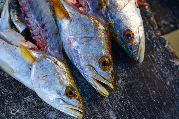メキシコでニベ コービーナ鮮魚 — ストック写真
