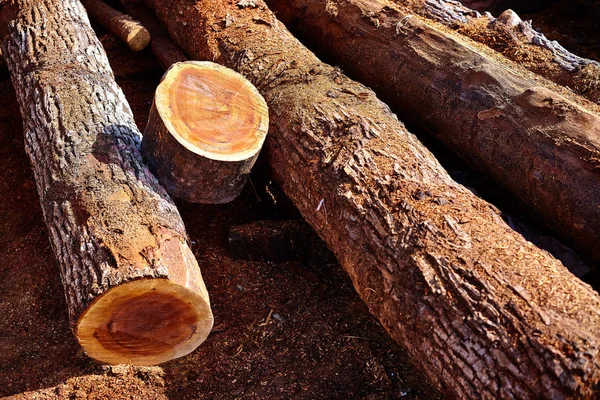 Chico Zapote Manilkara zapota wood Mexico — Stock Photo, Image