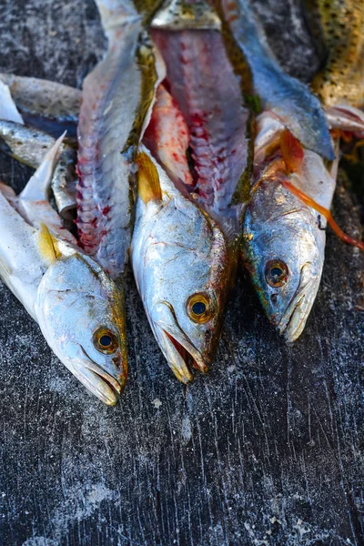 メキシコでニベ コービーナ鮮魚 — ストック写真