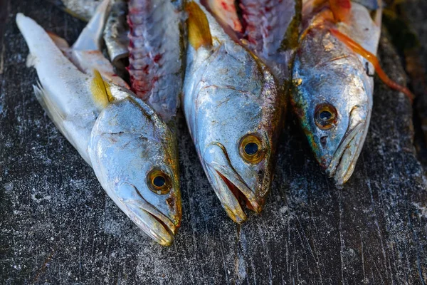 メキシコでニベ コービーナ鮮魚 — ストック写真