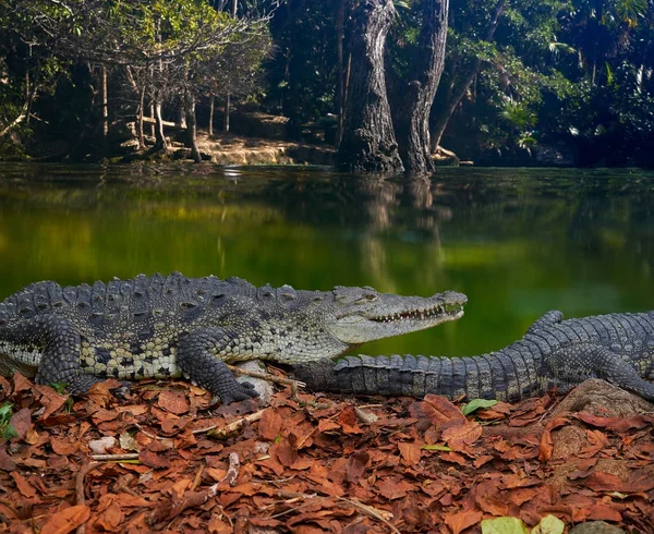 Krokodýl Mexiko Riviera Maya photomount — Stock fotografie