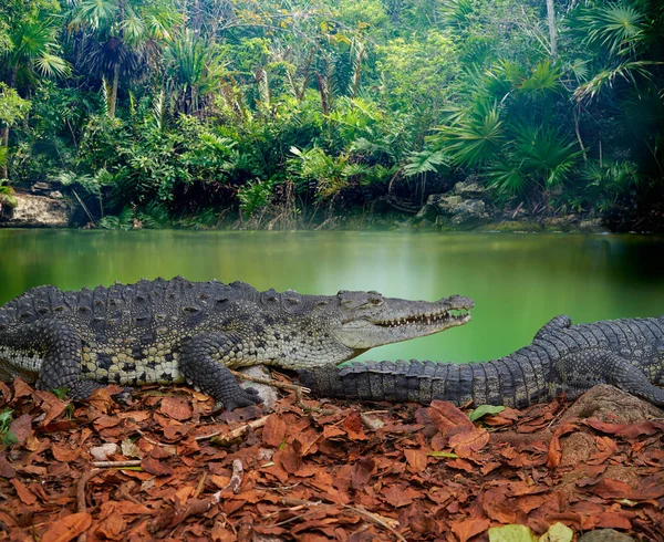 Crocodilo México Riviera Maya fotomount — Fotografia de Stock