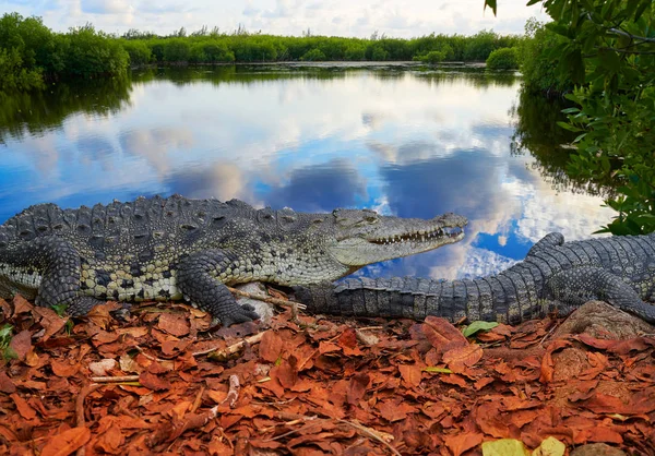 Crocodilo México Riviera Maya fotomount — Fotografia de Stock