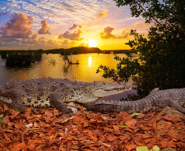 Krokodýl Mexiko Riviera Maya photomount — Stock fotografie