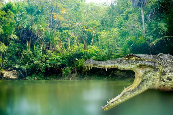Крокодил photomount в Рів'єра-Майя — стокове фото
