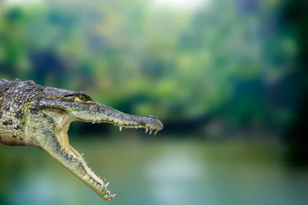 Fotomontaje de cocodrilo en Riviera Maya —  Fotos de Stock